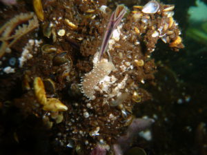 Fadenschnecke