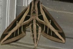 WhatsApp-Image-2025-10-29-at-12.56.21