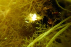 k-SK Meeresbio (18)