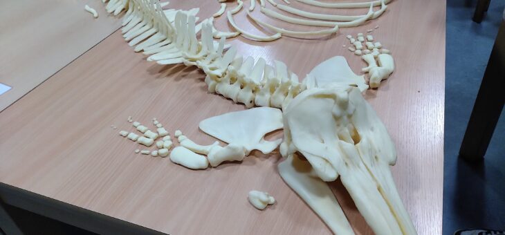 SK Meeresbiologie